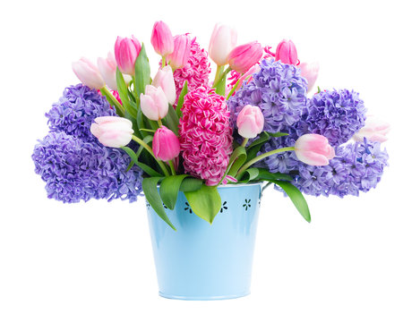 Fototapeta Bunch of hyacinth blue and pink fresh flowers in blue pot isolated on white background