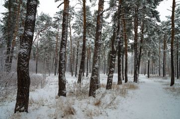 Fototapeta premium Winter forest in the snow. Trees and bushes in the snow. Snow on the branches of trees. Frosty, winter forest.