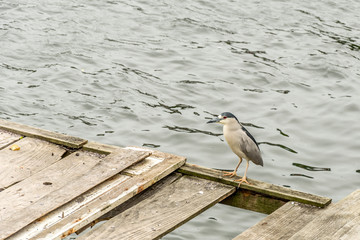 Bird (nycticorax) stood up at the Conceicao Lagoon (Lagoa da Conceicao), in Florianopolis, Brazil.