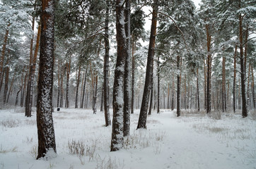 Winter forest in the snow. Trees and bushes in the snow. Snow on the branches of trees. Frosty, winter forest.