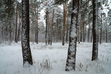 Winter forest in the snow. Trees and bushes in the snow. Snow on the branches of trees. Frosty, winter forest.