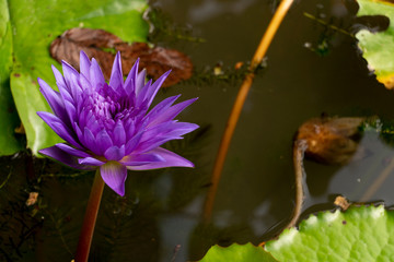 Purple lotus lily in the basin.