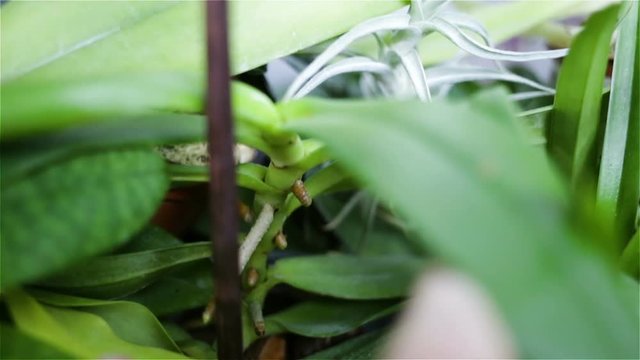 Monopodial medium-sized Orchid with thick short young roots in the thickets of orchids. From the point of view of the operator. The woman's white hand pushed back the leaves. Real time, natural light,