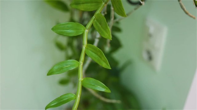 Pseudobulb Images Browse 163 Stock Photos, Vectors, and Video Adobe