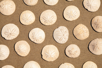 Sand Dollars Background