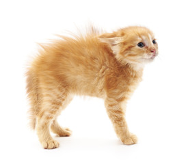 Scared little kitten.