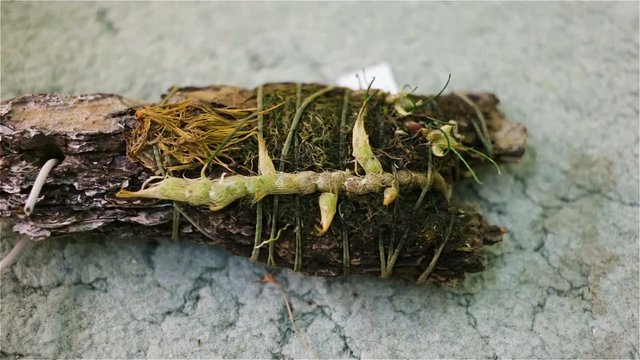 Isabelia virginalis Orchid native to South and Southeast of Brazil, the district of Paraguay and Argentina. Natural view in a private collection on a block of pine bark, top view real time, natural li