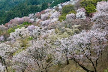吉野桜