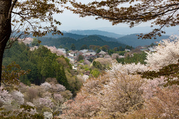 吉野桜