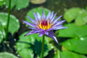 Nymphaea caerulea zanzibarensis water lily plant in bloom, beautiful flowering lotus flowers in decorative garden pond