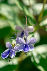 Naklejka na ściany i meble Rotheca myricoides blue flowering plant, group of flowers on shrub branches in bloom