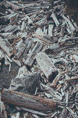 Driftwood shore