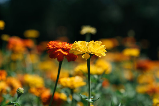 Fototapeta Yellow and orange marigolds
