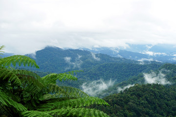 Tropical mountain range view. View of Moving Clouds And Fog over Titiwangsa mountain range . View of High Humidity Jungle Rainforest  at Royal Belum State Park jungle in Malaysia.