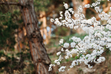branches of a flowering tree in the Park close-up copy space