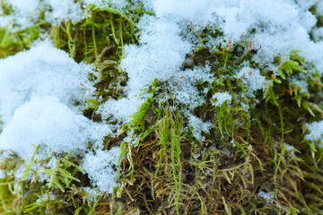 The background green moss with snow in winter