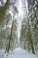 Fototapeta premium Perspective pathway through magic snowy winter forest on the vertical shot