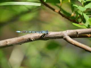 Libelle