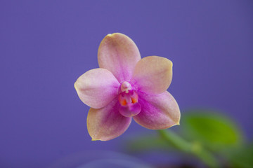 Fototapeta na wymiar Beautiful rare orchid in pot on blue background