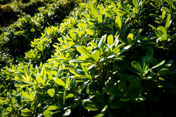 green plants in the beach walk, Bogatell beach, Barcelona