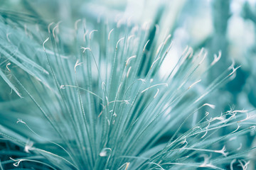 Tropical natural leaves with texture. Exotic foliage. Abstract natural pattern, botanical light background, trendy color