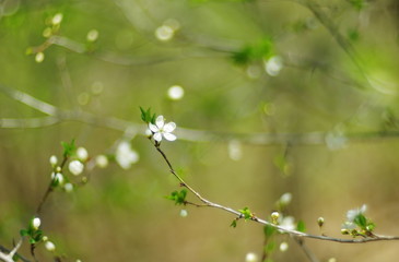 Blossom branch. Cherry blossom flower. Spring nature background
