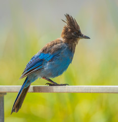 molting blue jay on railing