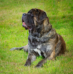 alert, drooling  brindle mastiff