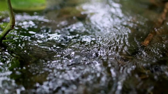 Freshwater Stream With Plants