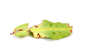 Großes Wandelnde Blatt (Phyllium giganteum) - leaf insect - obrazy, fototapety, plakaty
