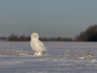 Snowy Owl Male Standing on Snow in Winter, Portrait