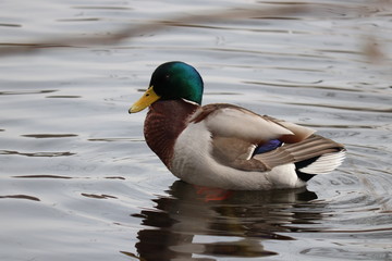 Fototapeta premium Ente