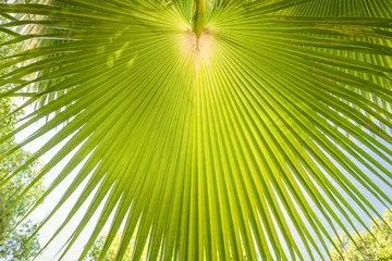 Store enrouleur occultant sans perçage Palmier Green fan palm leaf