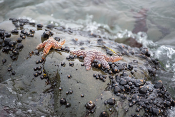 Starfish on a rock in the tide