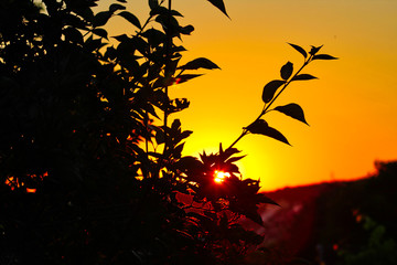 Sonnenuntergang im Saarland - Sonne scheint durch Strauch