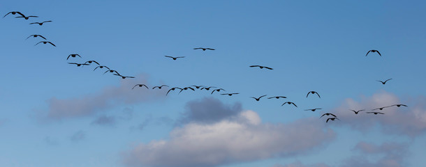 flock of flying geese