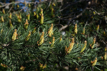 Pine shoots buds