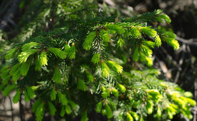 Spruce shoots