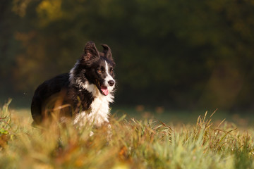 Border Collie im Herbst