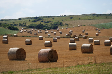 Landschaft mit einem abgeernteten Getreide Feld mit vielen Strohballen, Rundballen Marshmallows in der Normandie, Frankreich, Europa, horizontal