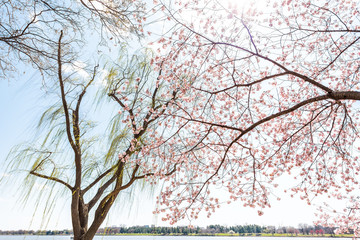 Washington DC, USA cherry blossom sakura tree branch, willow trees in spring with potomac river, national mall, arlington landscape
