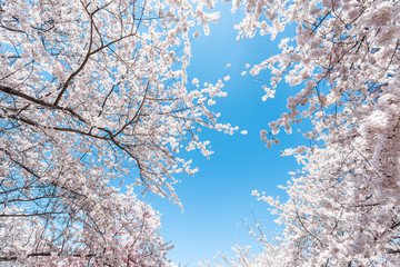 Fototapety  Looking up, low angle view on fluffy cherry blossom sakura trees isolated against sky perspective with pink flower petals in spring, springtime Washington DC or Japan, branches
