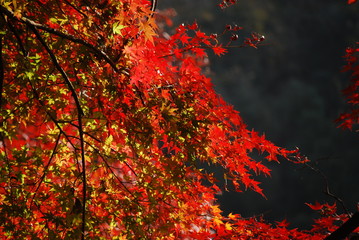 紅葉