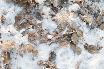 Fall frosty leaves background - the end of autumn and beginning of winter
