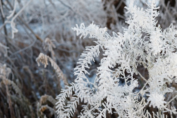 winter forest with trees covered snow