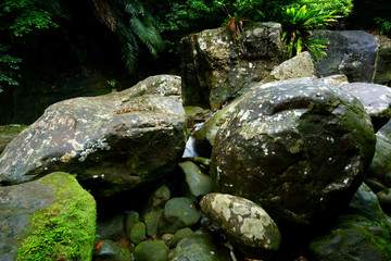 西表島のジャングル