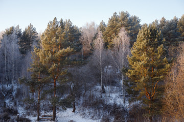 Snow covered trees in the winter forest with road