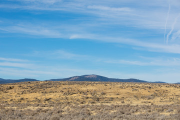 Large Pronghorn Antelope Heard in Northern California