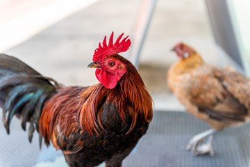 Key West, USA wild rooster chicken two couple animal closeup face eyes on sidewalk street road during sunny day in Florida island