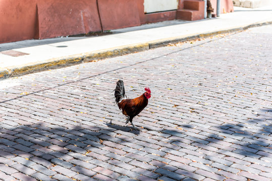 Key West, USA wild rooster chicken one single animal walking crossing street road during sunny day in Florida island